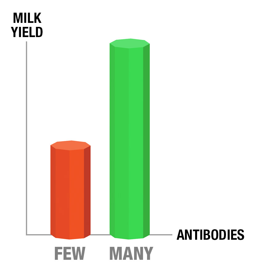 Colostrum mangement: Milk yield vs antibodies