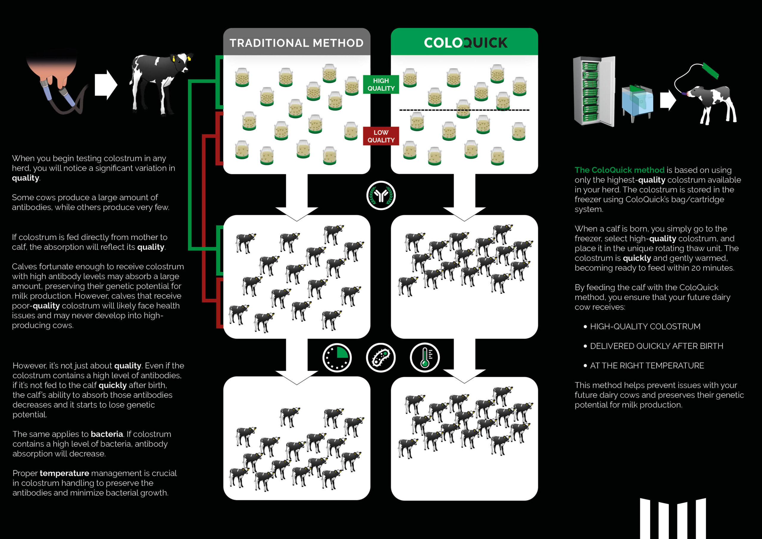 traditional method vs. ColoQuick method, colostrum management, newborn calves, dairy farms