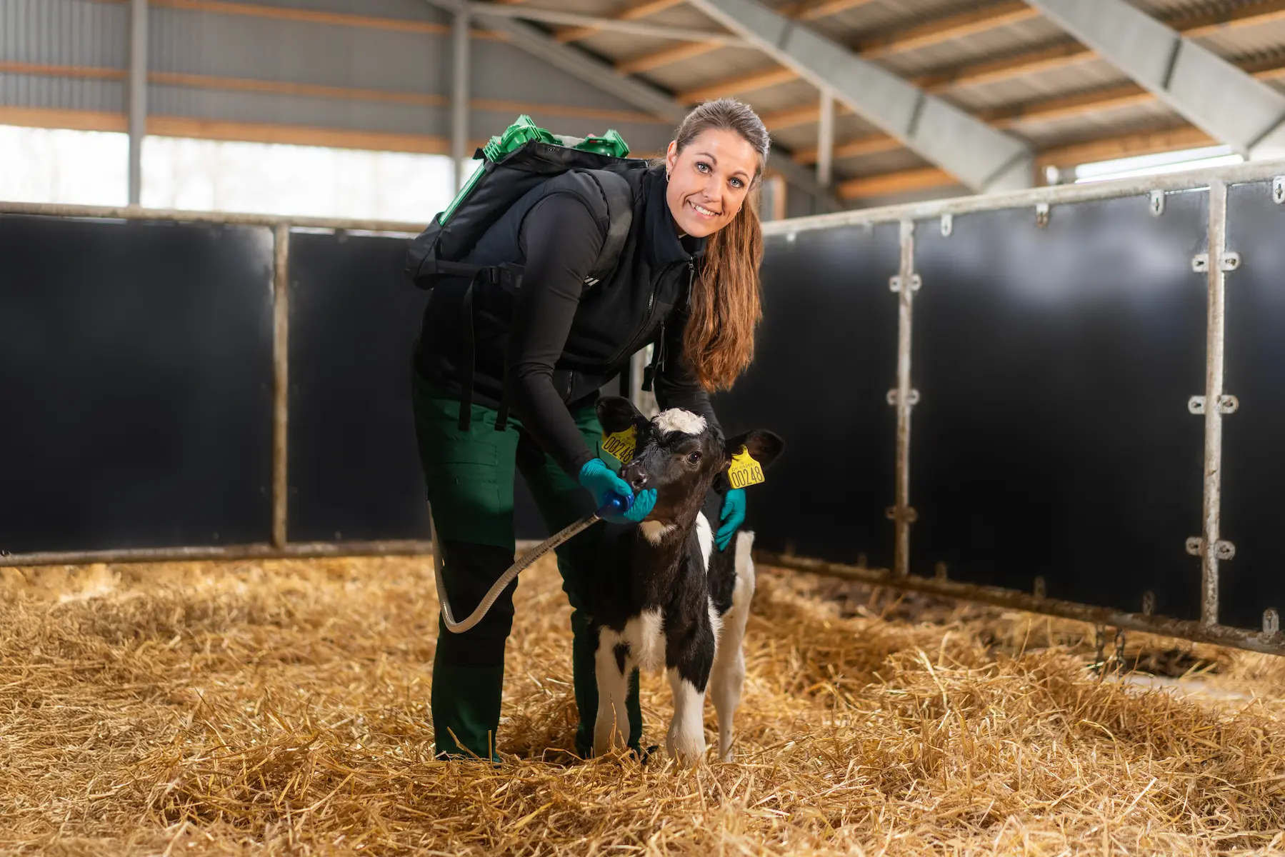 A woman feeding a calf using ColoQuick system in a barn