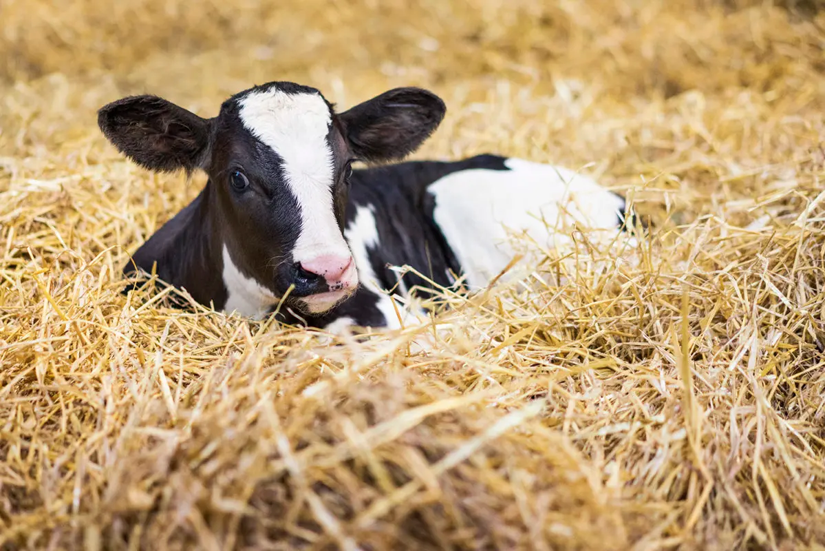Calf laying in hay
