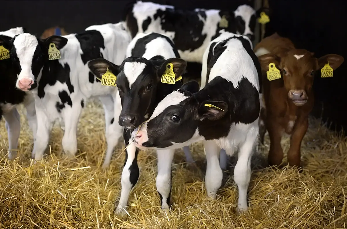 Mehrere schwarz-weiße Kälber und ein braunes Kalb mit gelben Ohrmarken stehen auf Stroheinstreu in einem Stall