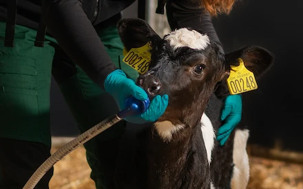 Calf getting fed using the ColoQuick colostrum management system